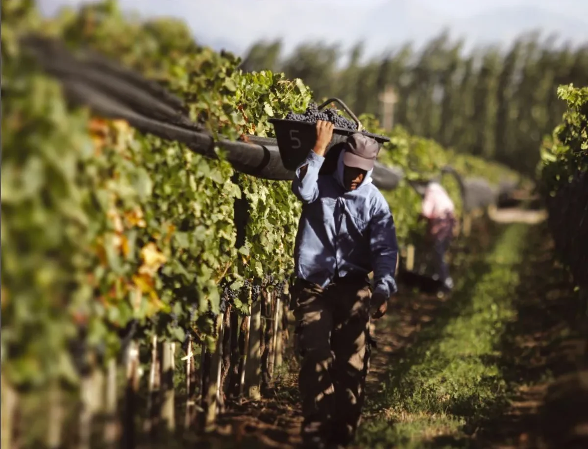 La vitivinicultura enfrenta un panorama de tensión por el apoyo en solitario de Bodegas de Argentina.