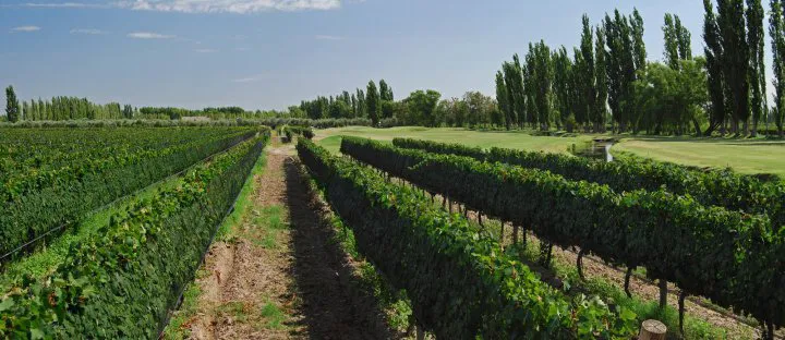 San Rafael quedó con 10.739 hectáreas implantadas, según el INV.