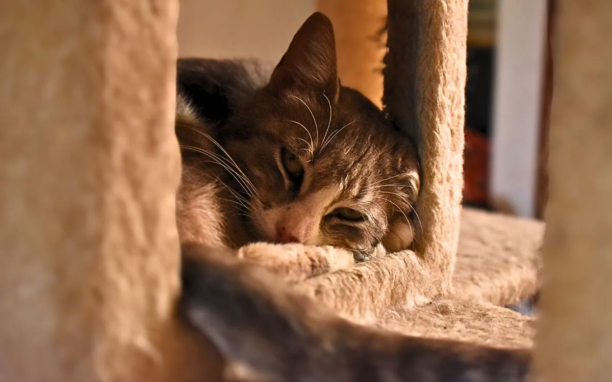 Adopción responsable de gatos San Rafael