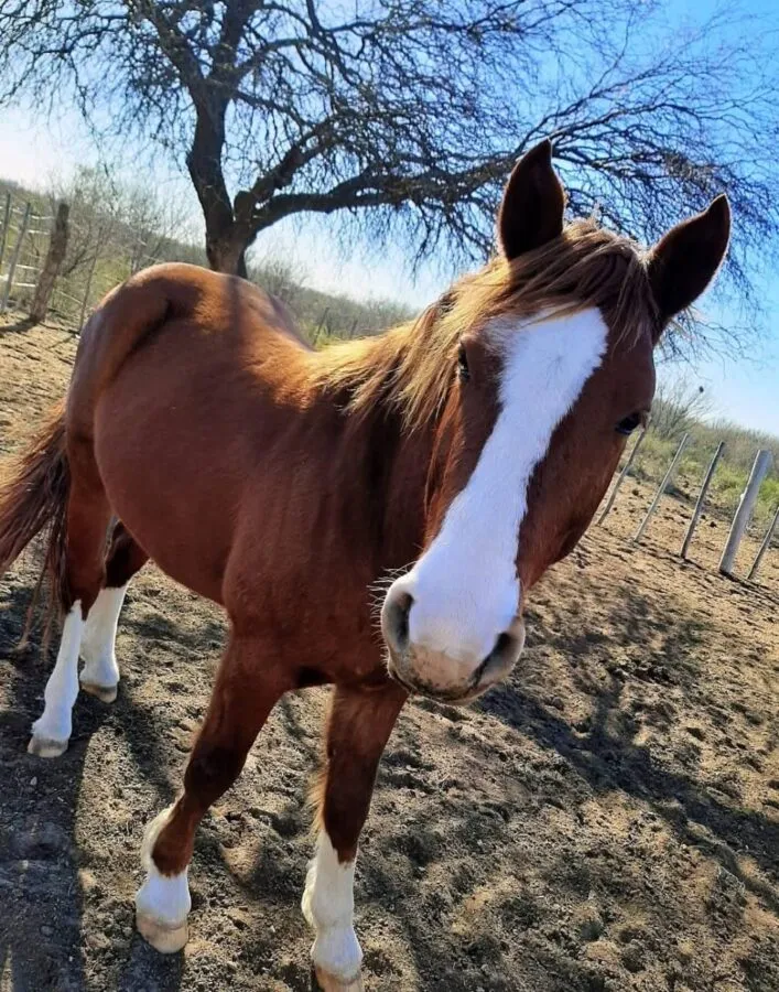Faena ilegal de animales en San Rafael