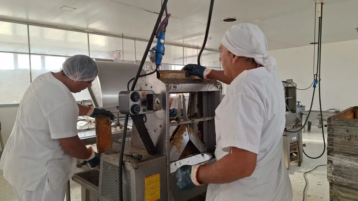 La Apicultura en San Rafael continúa creciendo como alternativa productiva para pequeños y medianos productores del sur mendocino.