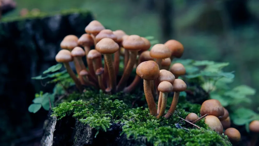 Hongos adaptógenos