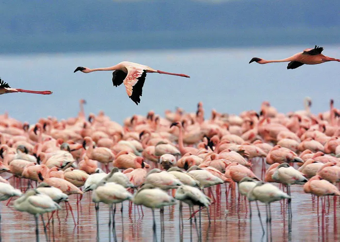 laguna-de-llancanelo-Malargue