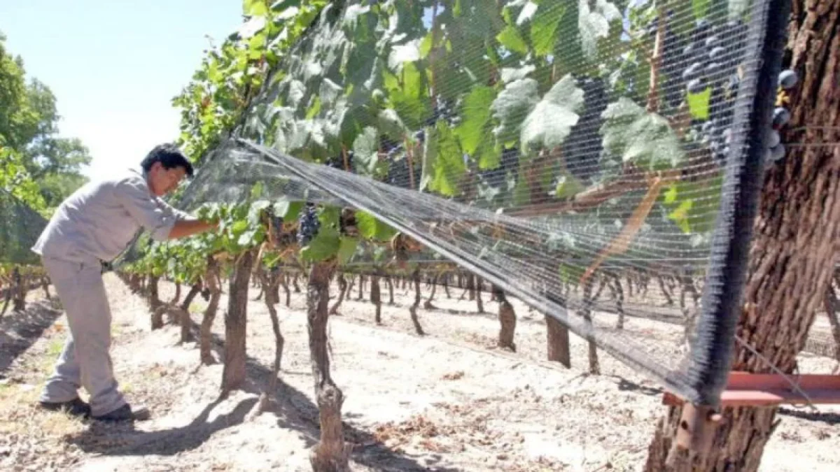 Productores rurales atentos ante el riesgo de granizo anunciado en las alertas.
