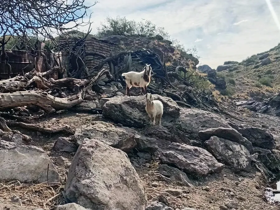 Asistencia rural San Rafael