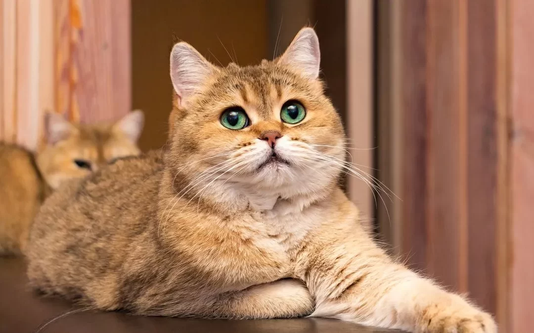 Día Internacional del Gato