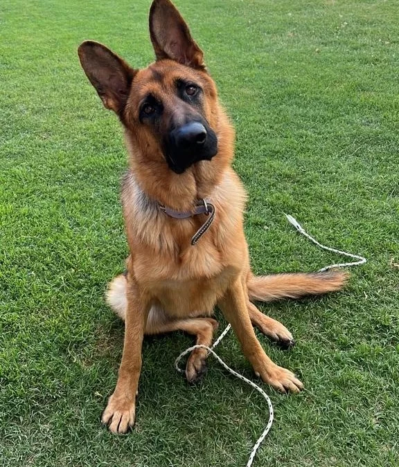 Se realizará un concurso fotográfico de mascotas