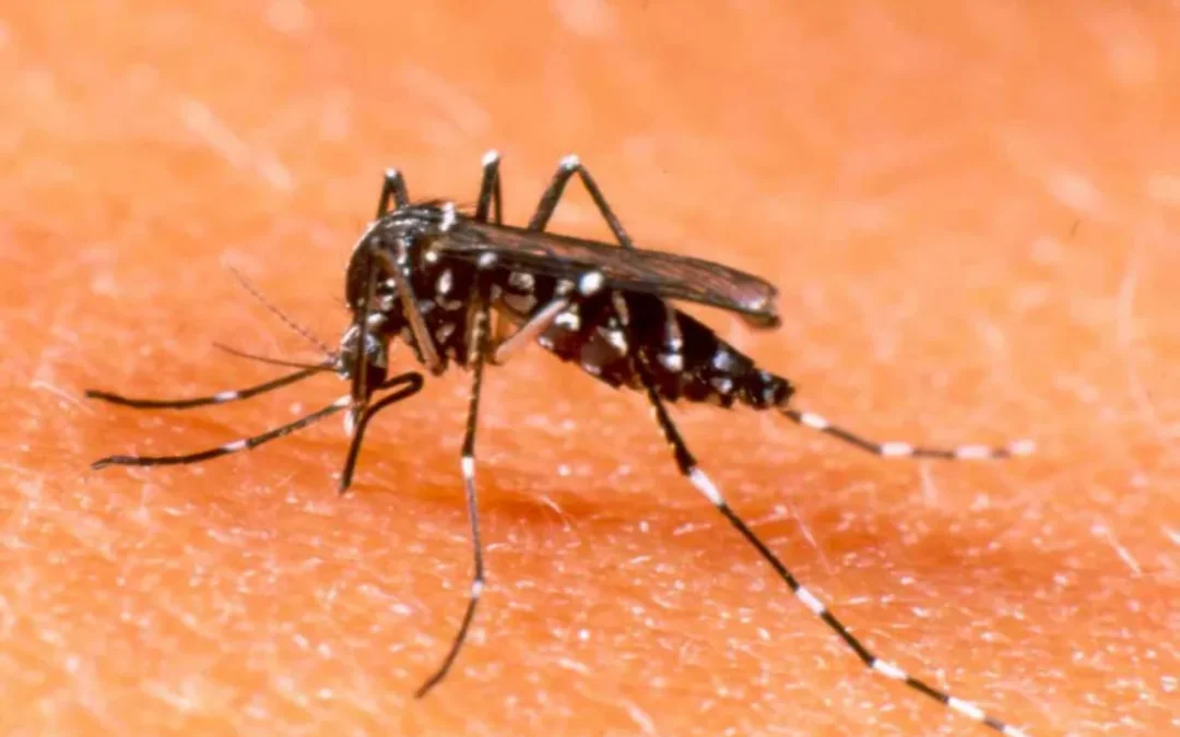 Alerta sanitaria por dengue en Mendoza