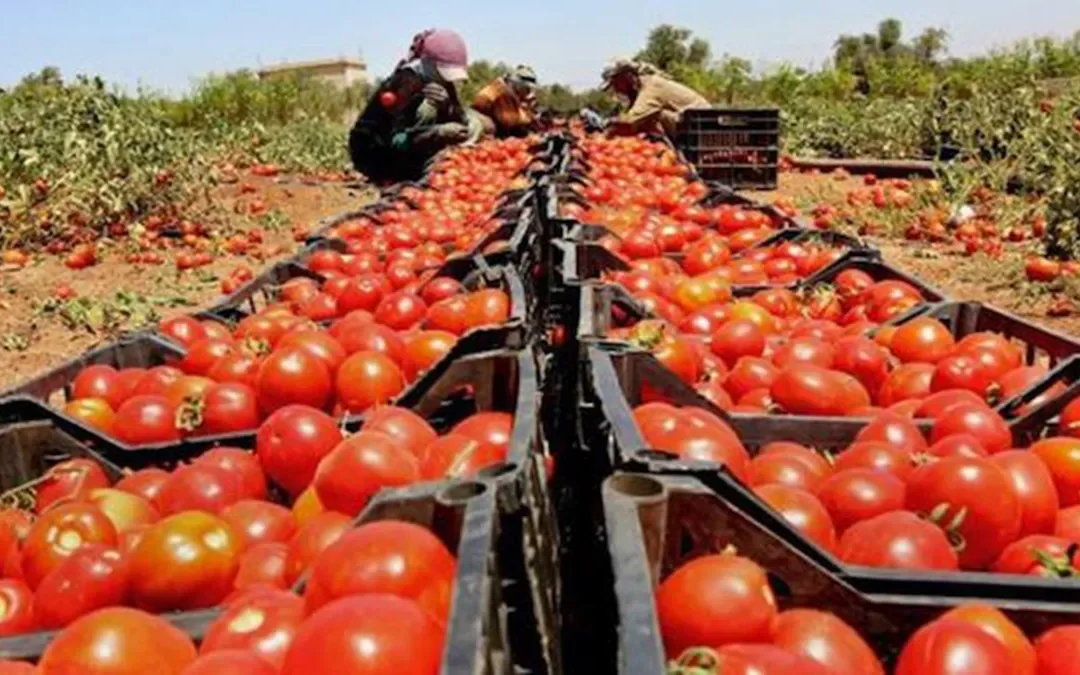 Productores de tomate de Mendoza, preocupados por la apertura repentina de las importaciones