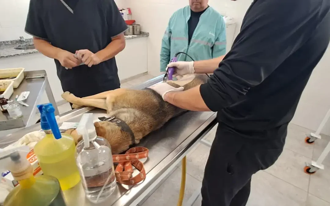 En su nuevo edificio y con todas las comodidades, el área de Veterinaria reanudó las castraciones de animales