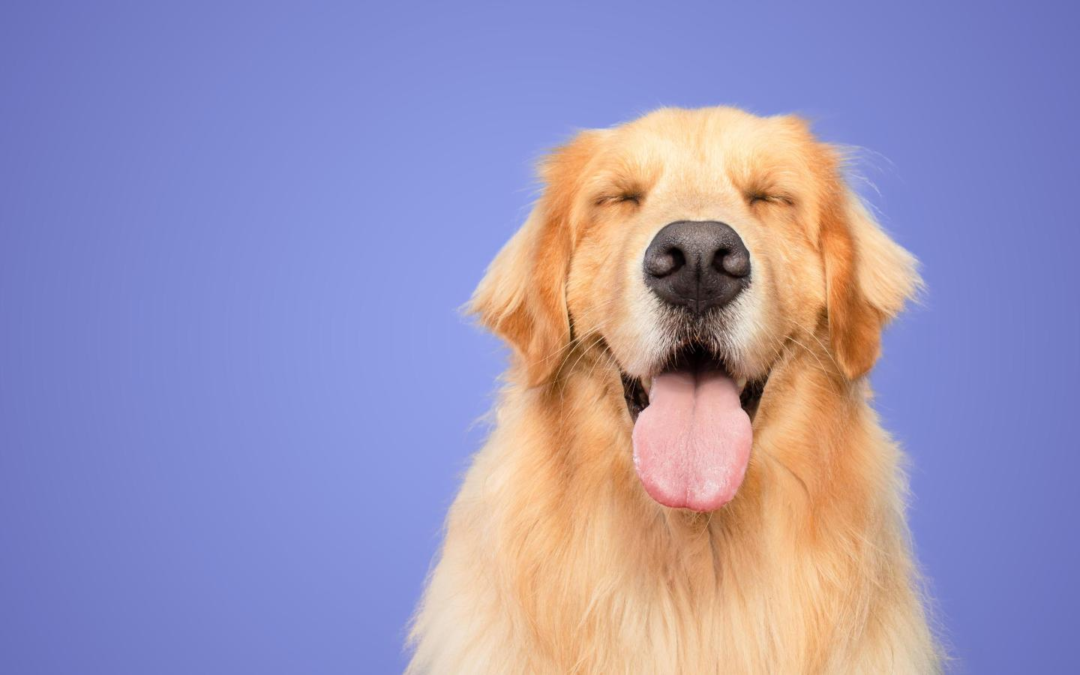 Día Nacional del Animal