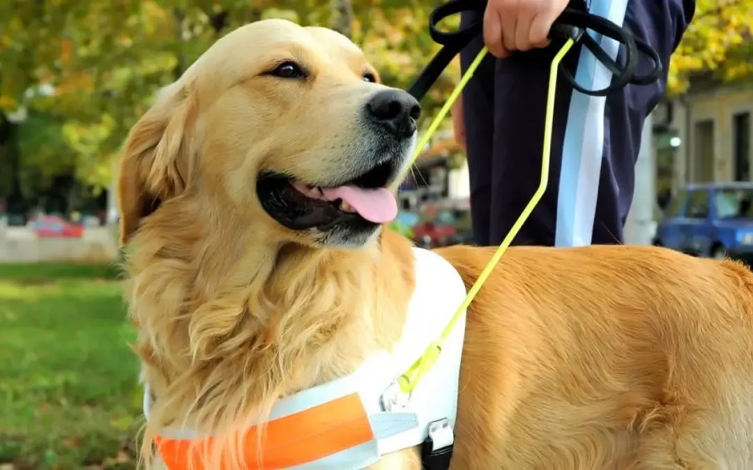 Día Internacional del Perro Guía