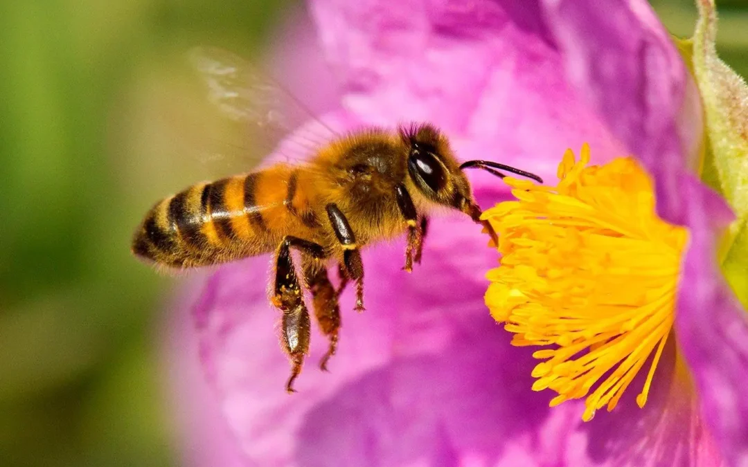 Día Mundial de las abejas