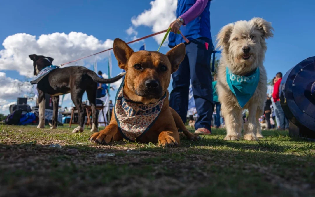 El domingo habrá una “Caminata Canina” para concientizar sobre la tenencia responsable