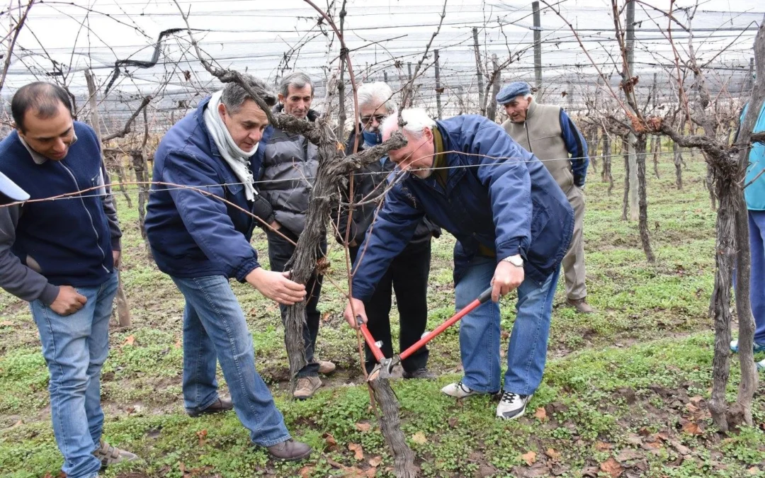 El Municipio brindará capacitaciones en poda de viña y frutales a vecinos de la Zona Este