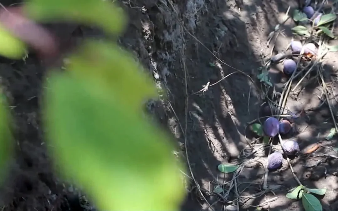 Lucha antigranizo: “la decisión de la Provincia llevará al abandono de muchas fincas”