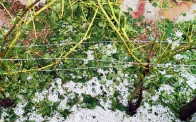 “Al productor que más jodido está, lo castigamos”: fuerte crítica al seguro agrícola en Mendoza