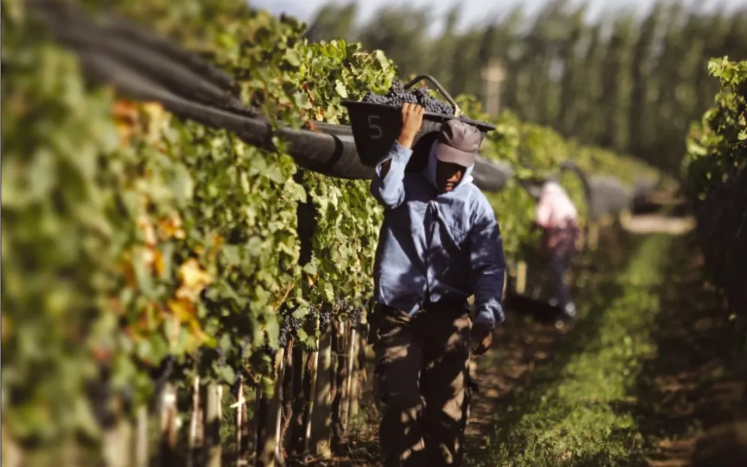 Crece la tensión en la vitivinicultura tras el apoyo en solitario de Bodegas de Argentina a la Resolución 37/2025
