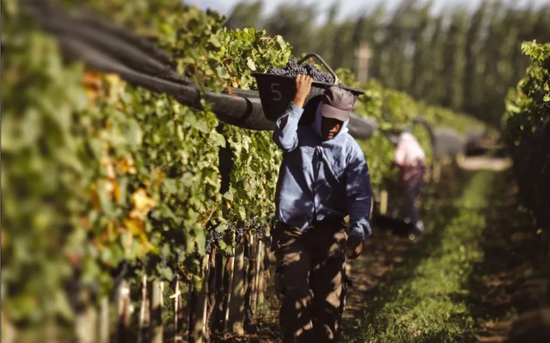 Crece la tensión en la vitivinicultura tras el apoyo en solitario de Bodegas de Argentina a la Resolución 37/2025
