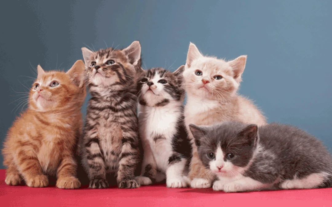 Día Internacional del Gato