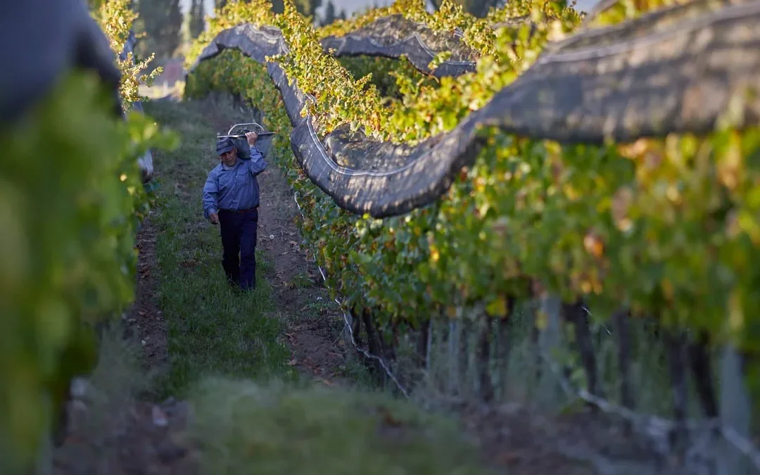 Seguro Agrícola: empezaron a llegar las boletas y se armó revuelo entre los productores
