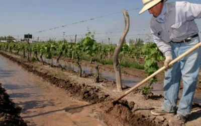 Fondo Compensador Agrícola: buscan conocer las diferencias de costos entre el Sur y otras zonas de Mendoza