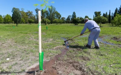 Comienza la entrega de arboles a vecinos de San Rafael