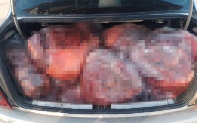 Llevaban 300 kg de carne de caballo en el baúl del auto