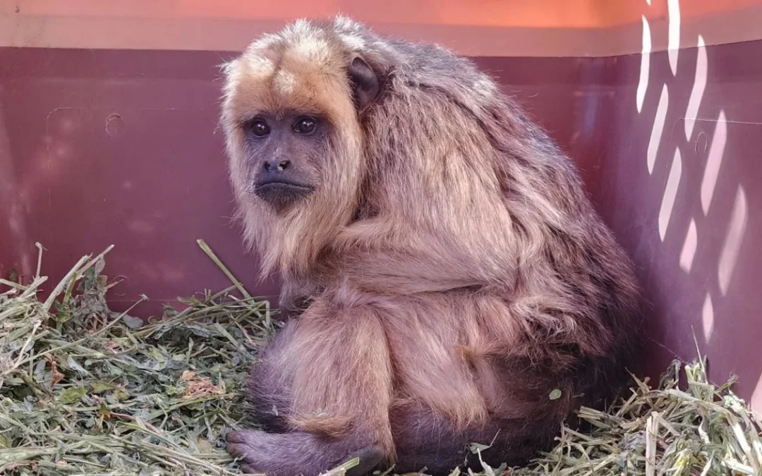 Más de 100 animales fueron trasladados de Mendoza a un Centro de Conservación en Santa Fe