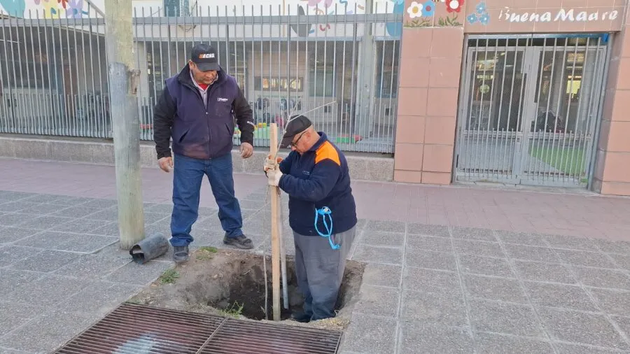 El Plan Municipal de Forestación prevé la colocación de 10 mil nuevos árboles en San Rafael durante 2025