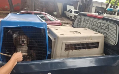 Condena de 2 meses de prisión por maltrato animal: Fallo histórico en Mendoza