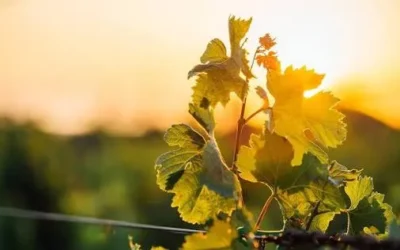Vinos y aceites de oliva biológicos en San Rafael: el sistema que busca reducir costos y mejorar la producción