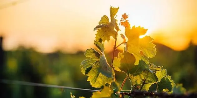 El proyecto busca mejorar la producción agropecuaria mediante técnicas biológicas.