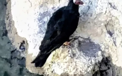 El misterio de las alas en Valle Grande y un rescate que cambió de rumbo