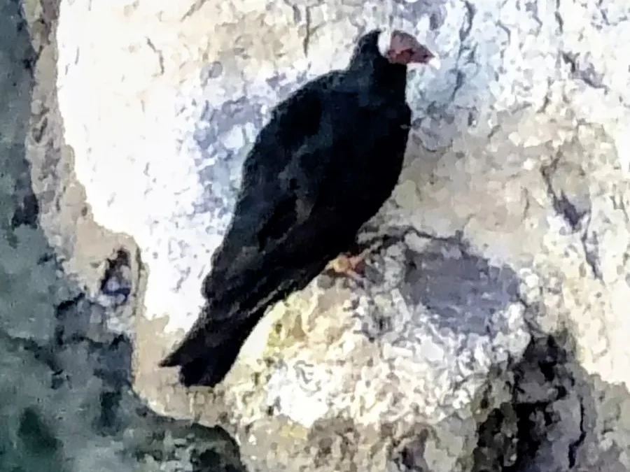 El misterio de las alas en Valle Grande y un rescate que cambió de rumbo