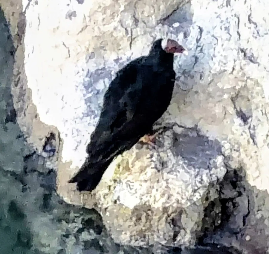 Rescate fauna Valle Grande San Rafael Valle-Grande-Jote