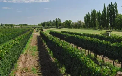 “Nunca debemos renunciar”: la contundente defensa de Nahuel Arscone a la agricultura de San Rafael