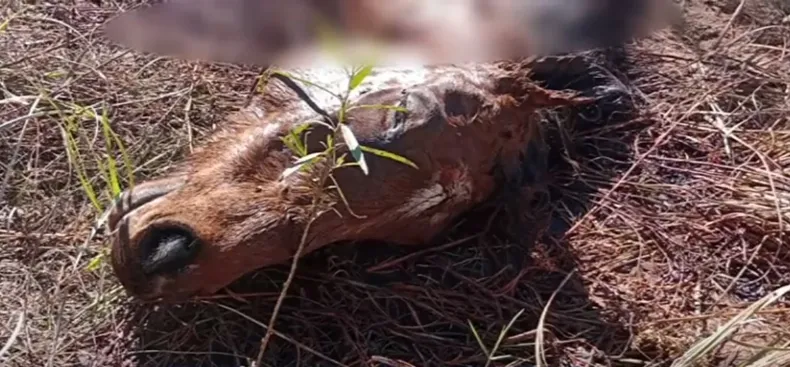 Grave hecho de faenamiento en San Rafael: dolor familiar y reclamo por respuestas policiales