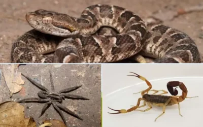 Alerta por animales ponzoñosos: cómo reconocerlos y qué hacer ante una picadura