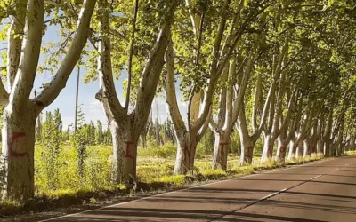 Arquitectura sustentable en San Rafael: orientación, árboles y agua, las claves de una ciudad habitable