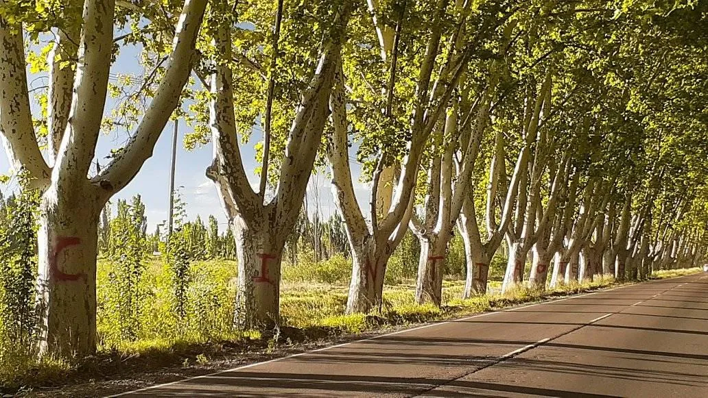 Las acequias y el arbolado forman parte de la estructura histórica del oasis de San Rafael.