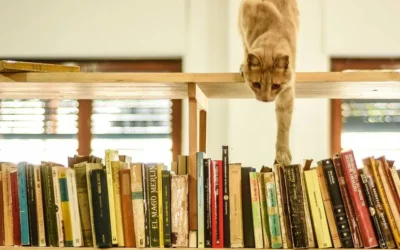 La Biblioteca Popular Mariano Moreno suma nuevos socios y amplía sus actividades culturales en San Rafael