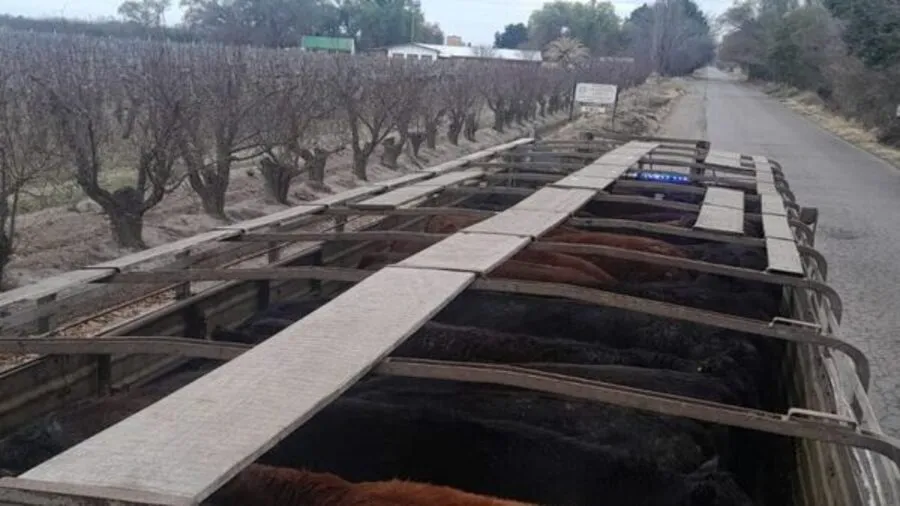Aprehendieron a un camionero que trasladaba ganado sin identificación