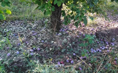 “Nos están fundiendo”: la fuerte denuncia de una productora de Alvear por las medidas sobre el agro