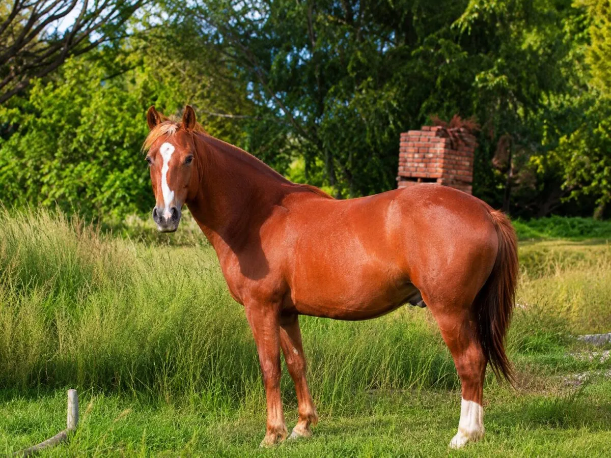 El caballo Petizo mantenía un fuerte vínculo afectivo con la familia Aghetoni. El caballo Petizo mantenía un fuerte vínculo afectivo con la familia Aghetoni.