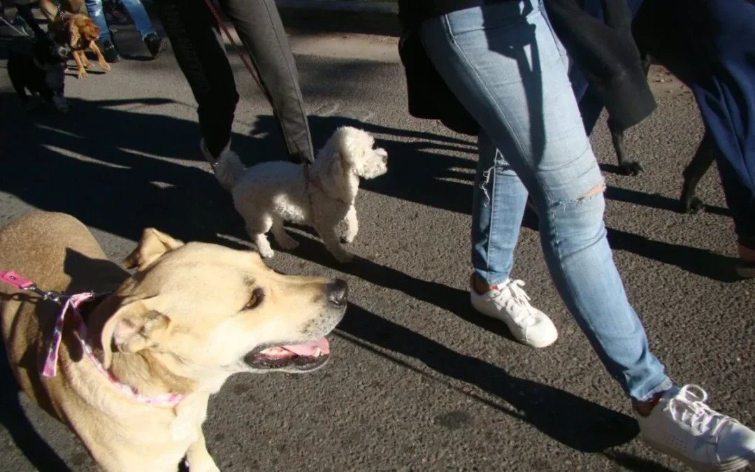 Día del Animal: Se viene la tercera edición de la «Caninata» en el Parque Yrigoyen