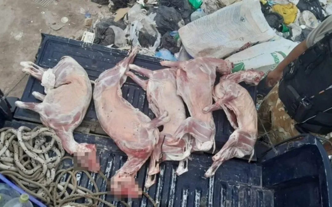 No pudo justificar la procedencia de los chivos