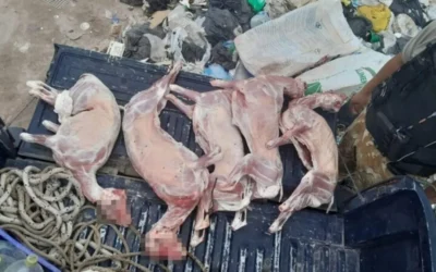 No pudo justificar la procedencia de los chivos