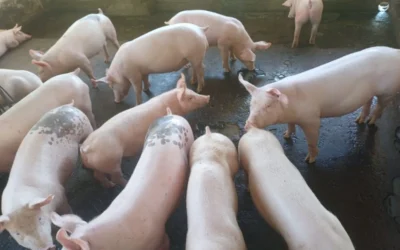 Robo de animales en el sur mendocino: se llevaron seis lechones y un ternero tras ingresar a una vivienda