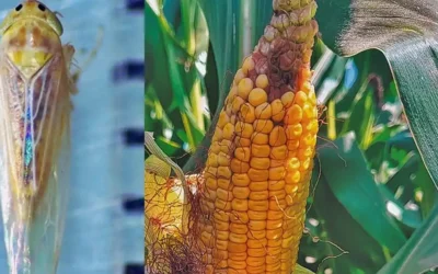 Cecilia Picca y la alerta silenciosa en los maizales: qué es la chicharrita y por qué preocupa al sector agrícola
